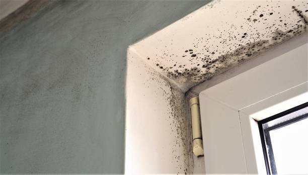 Best Comprehensive Air Testing for Mold Contaminants  in USA